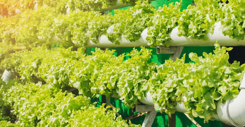 Hydroponic Growing Methods