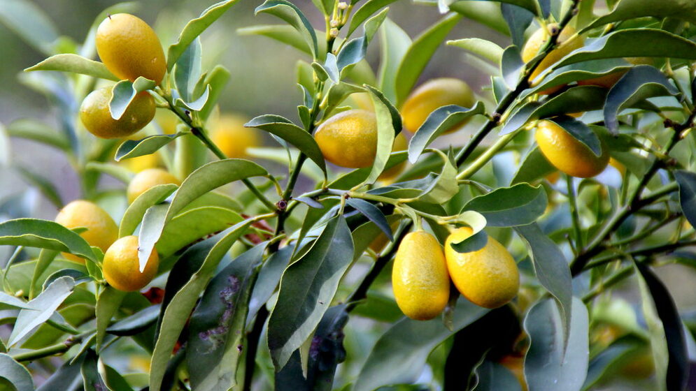 Kumquats growing on tree