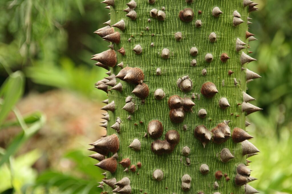 ceiba, thorns, tribe-240805.jpg